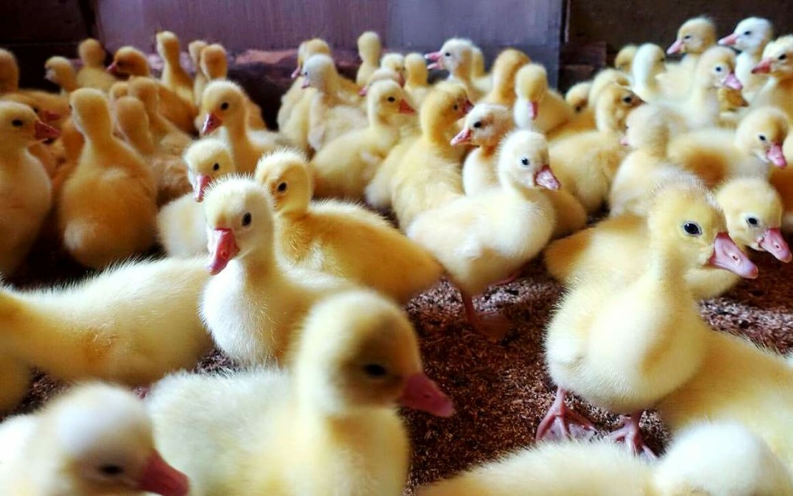 Качество Продукции и Безопасность Потребителей: Племптицезавод 